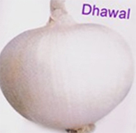 Organic Garlic Seed Manufacturer Supplier Wholesale Exporter Importer Buyer Trader Retailer in Ahmednagar Maharashtra India